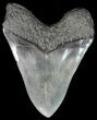Serrated Megalodon Tooth - South Carolina #46137-2